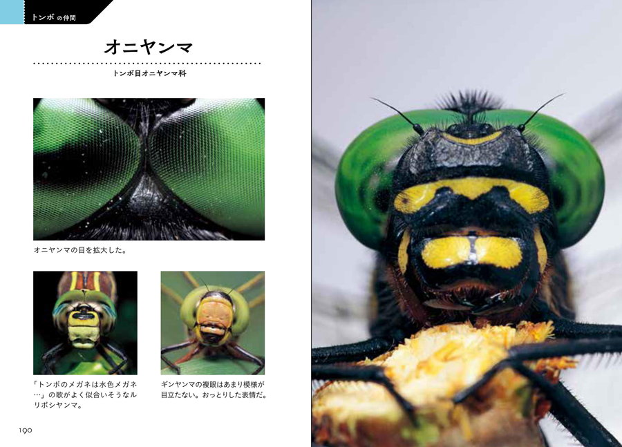 昆虫顔面図鑑サンプルイメージ1